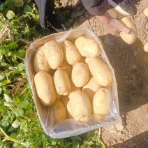河南，沃土，土豆，电商货，市场货，工厂货，提供各种包装