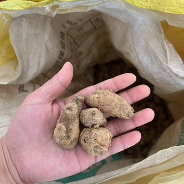 新鲜沙姜粒姜散粒姜母电商货餐饮货大排档货沙姜价格实惠