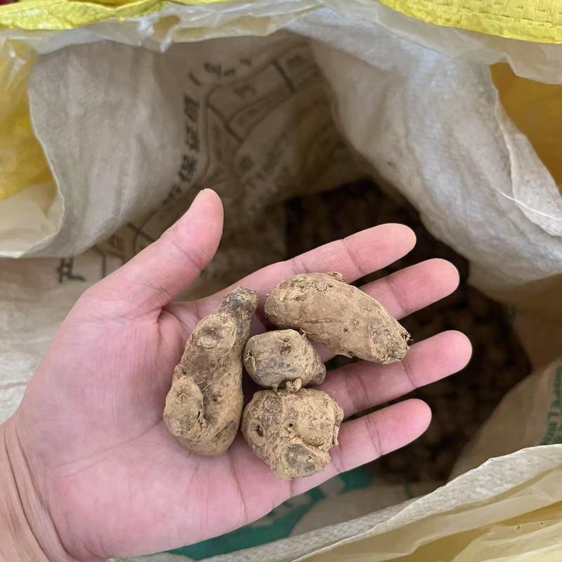 新鲜沙姜粒姜散粒姜母电商货餐饮货大排档货沙姜价格实惠