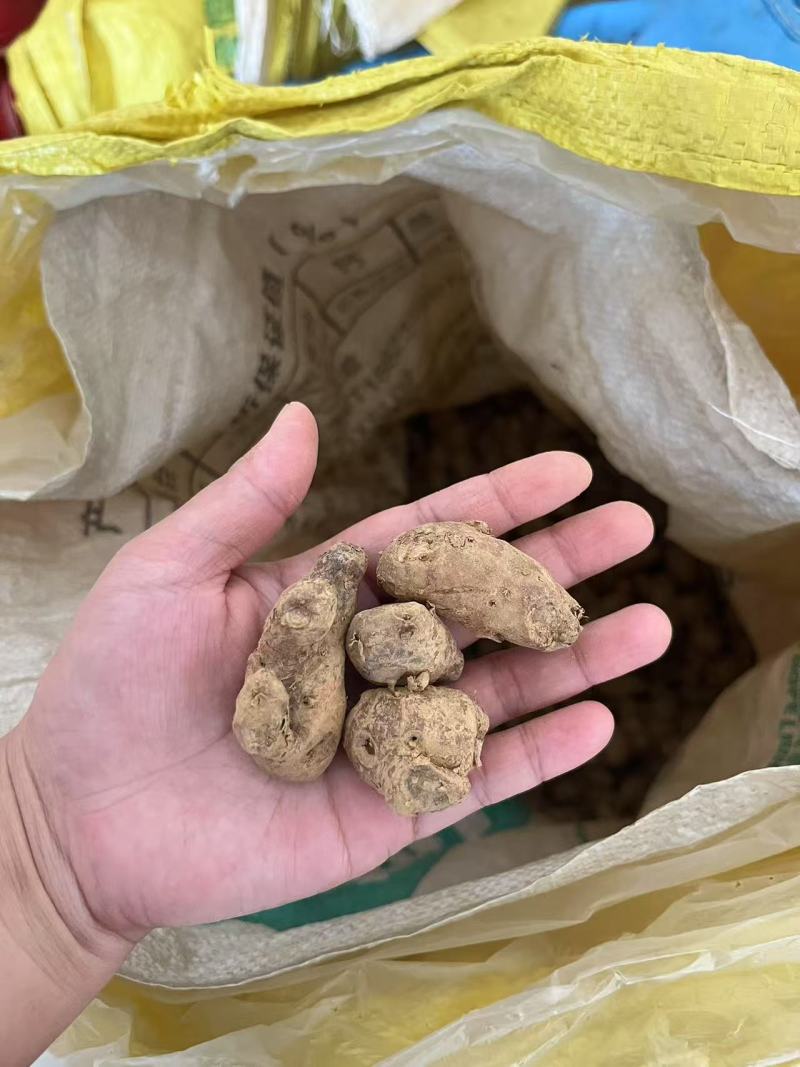 新鲜沙姜粒姜散粒姜母电商货餐饮货大排档货沙姜价格实惠