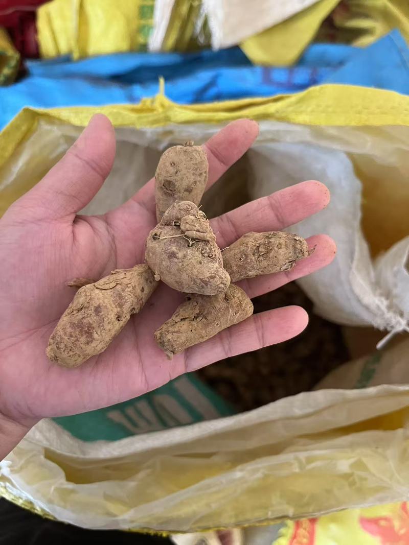 新鲜沙姜粒姜散粒姜母电商货餐饮货大排档货沙姜价格实惠