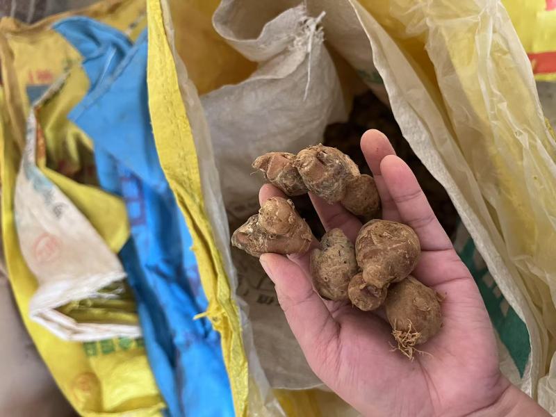 新鲜沙姜粒姜散粒姜母电商货餐饮货大排档货沙姜价格实惠