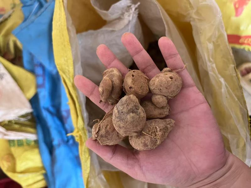 新鲜沙姜粒姜散粒姜母电商货餐饮货大排档货沙姜价格实惠
