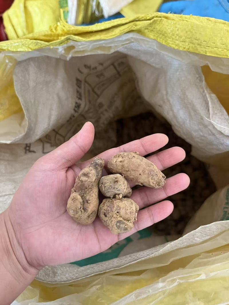 新鲜沙姜粒姜散粒姜母电商货餐饮货大排档货沙姜价格实惠