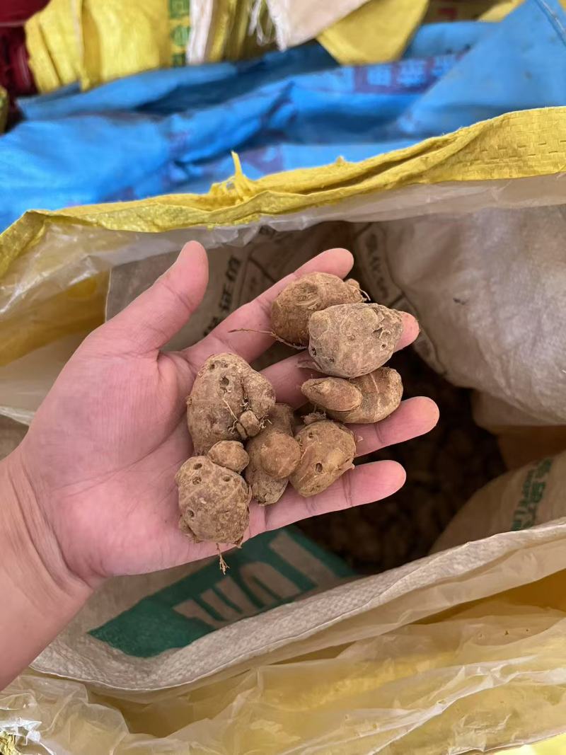 新鲜沙姜粒姜散粒姜母电商货餐饮货大排档货沙姜价格实惠