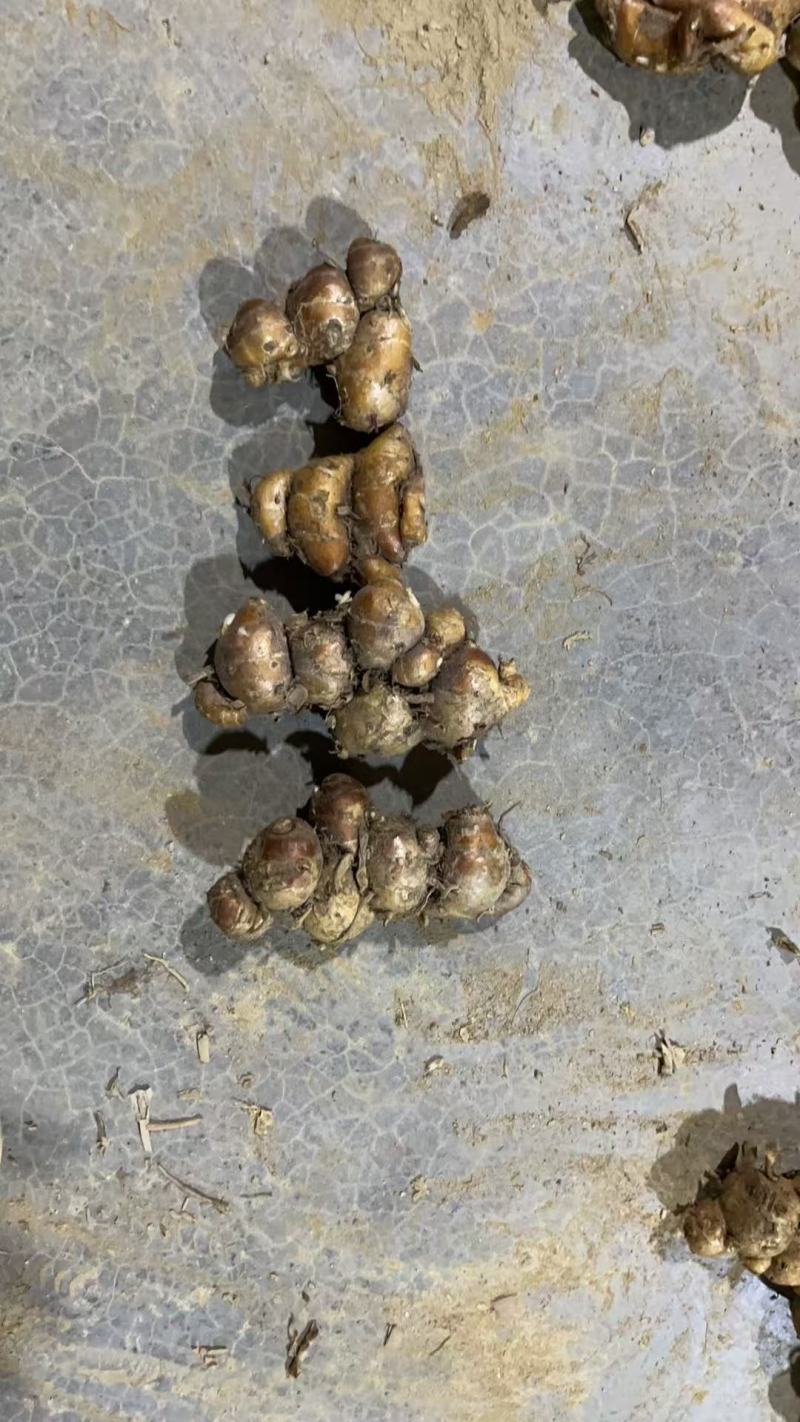 新鲜沙姜粒姜散粒姜母电商货餐饮货大排档货沙姜价格实惠