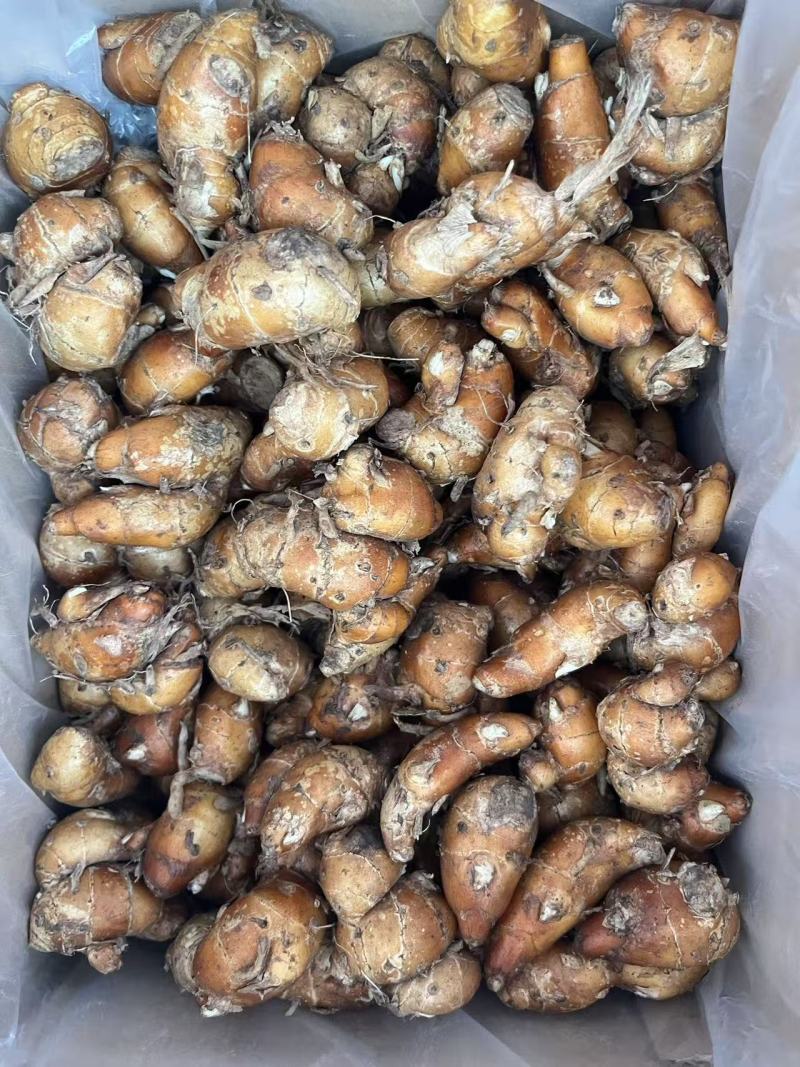 新鲜沙姜粒姜散粒姜母电商货餐饮货大排档货沙姜价格实惠