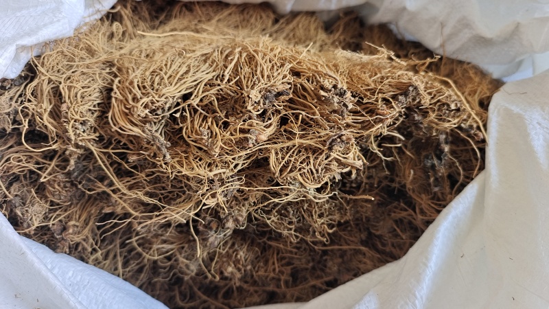 细辛根东北干货量大优惠2斤起包邮