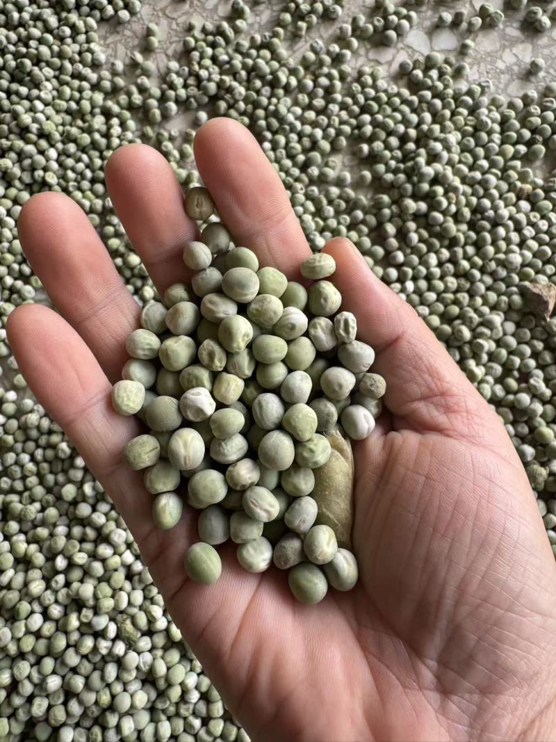 干豌豆豌豆籽干豌豆粒豌豆种产地直发质量保证
