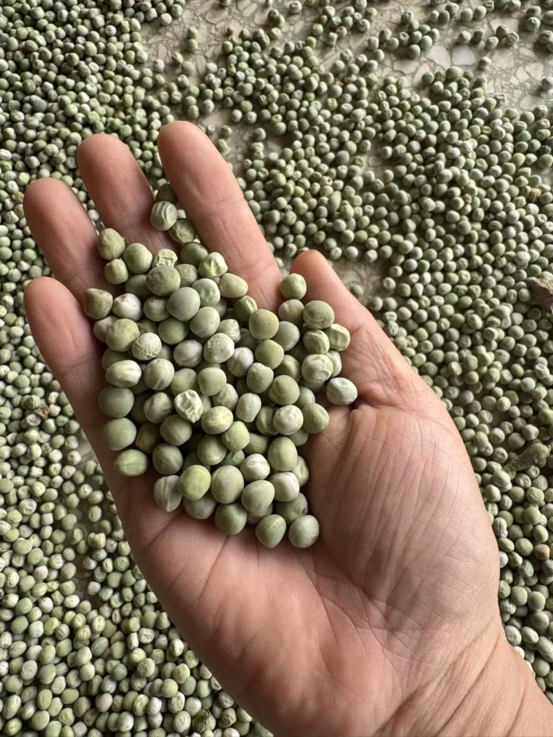 干豌豆豌豆籽干豌豆粒豌豆种产地直发质量保证
