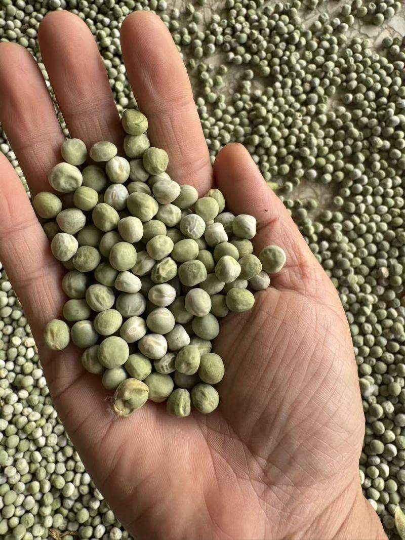 干豌豆豌豆籽干豌豆粒豌豆种产地直发质量保证