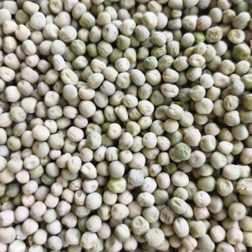 干豌豆豌豆籽干豌豆粒豌豆种产地直发质量保证
