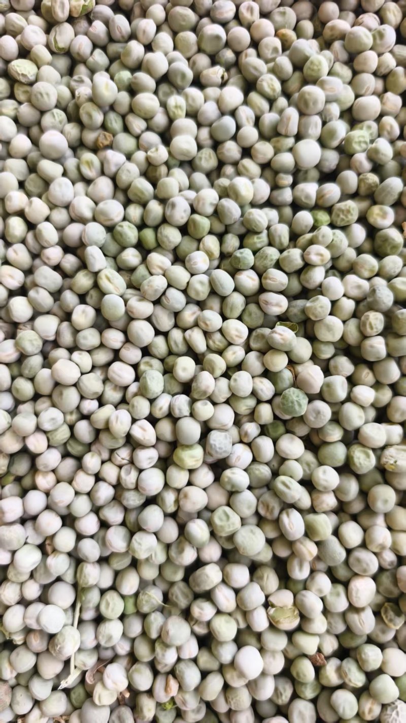 干豌豆豌豆籽干豌豆粒豌豆种产地直发质量保证