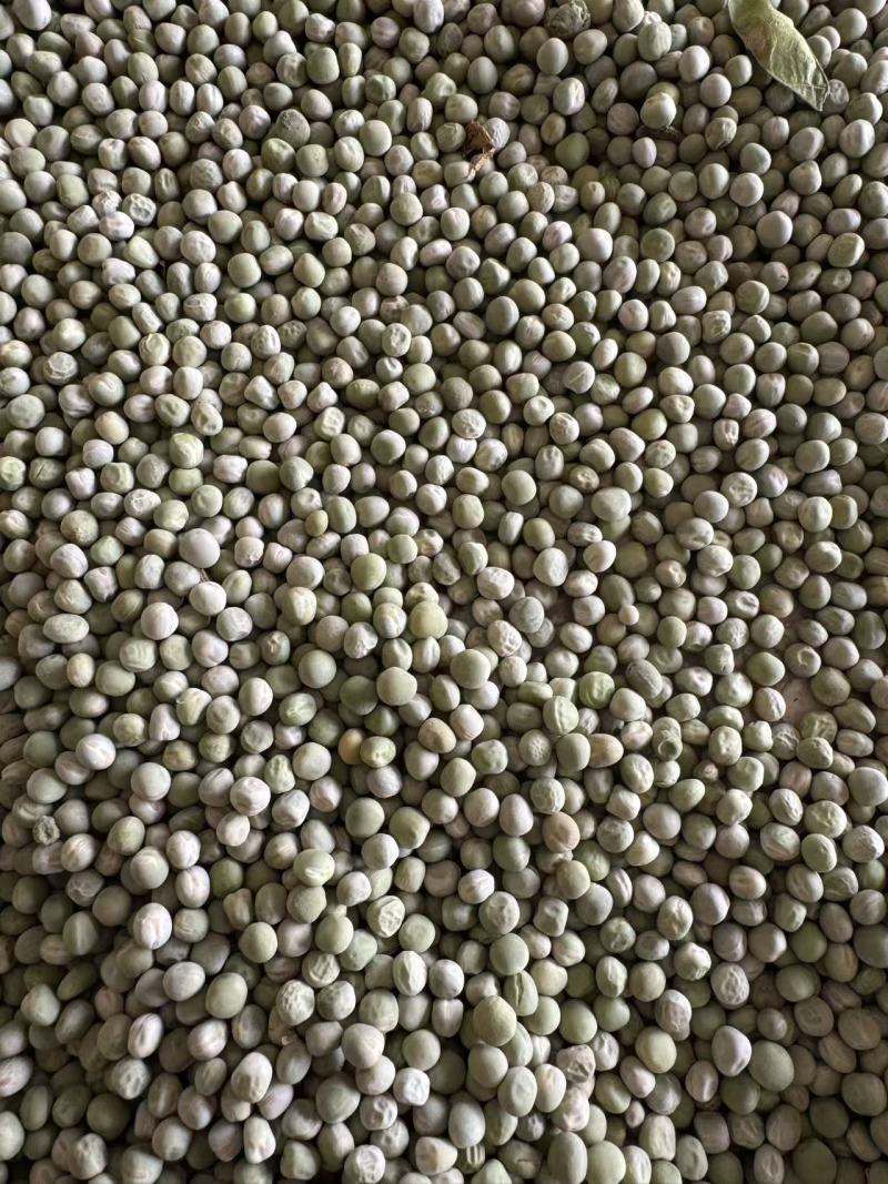 干豌豆豌豆籽干豌豆粒豌豆种产地直发质量保证