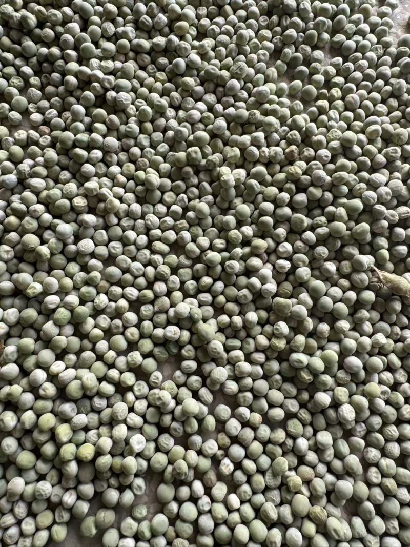 干豌豆豌豆籽干豌豆粒豌豆种产地直发质量保证