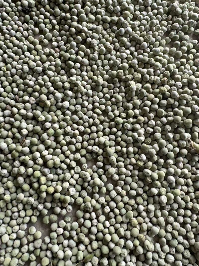 干豌豆豌豆籽干豌豆粒豌豆种产地直发质量保证