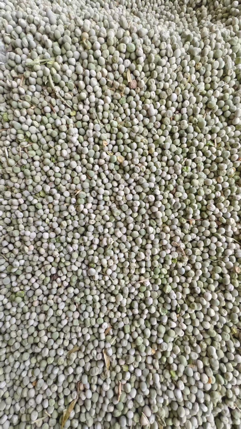 干豌豆豌豆籽干豌豆粒豌豆种产地直发质量保证