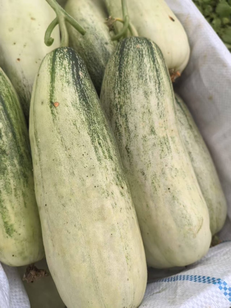 薄皮甜瓜六号九号甜瓜大量上市，货源充足产地直发