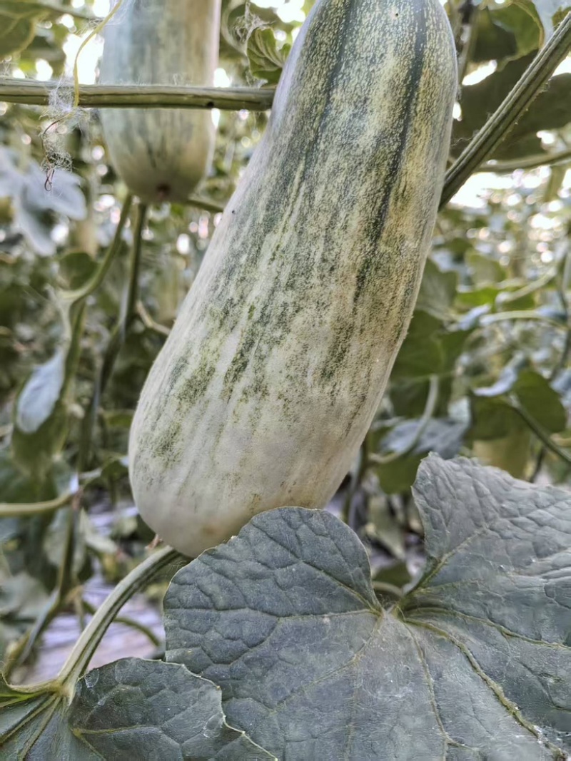薄皮甜瓜六号九号甜瓜大量上市，货源充足产地直发