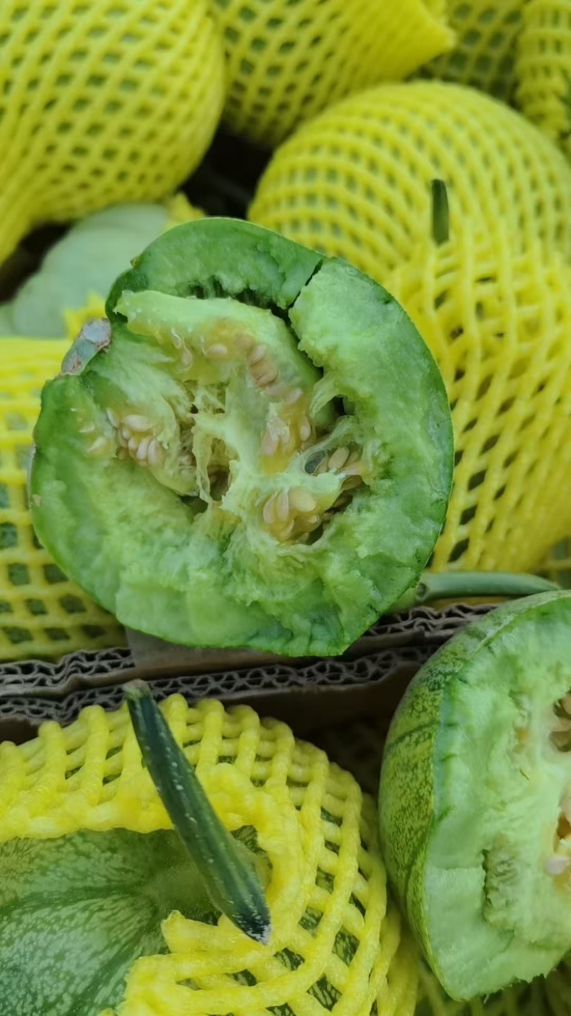 薄皮甜瓜六号九号甜瓜大量上市，货源充足产地直发