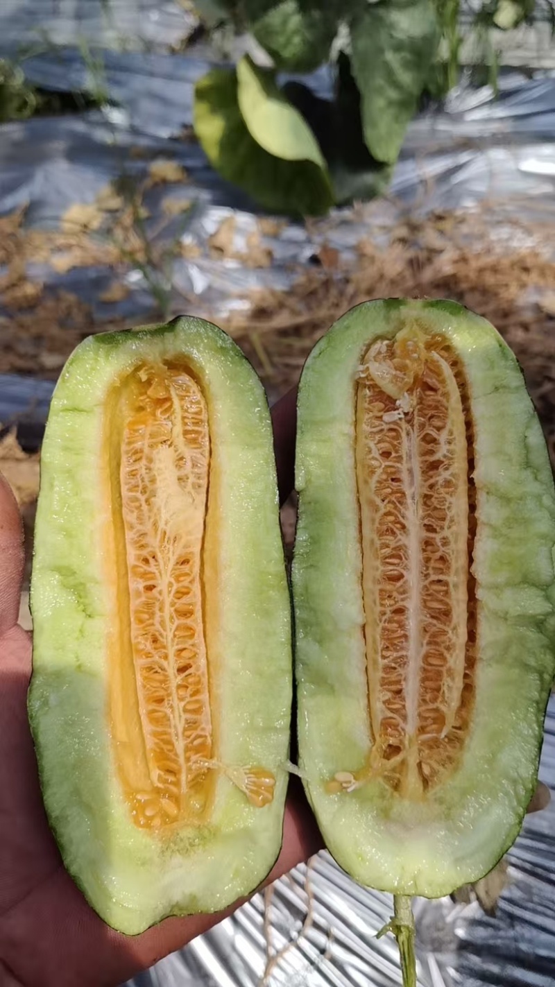 薄皮甜瓜六号九号甜瓜大量上市，货源充足产地直发