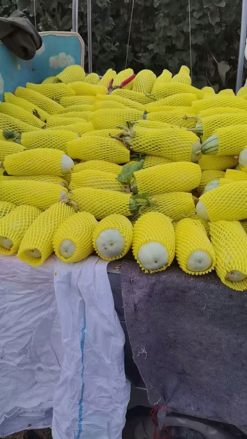 薄皮甜瓜六号九号甜瓜大量上市，货源充足产地直发