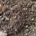 中药材紫菀河北正宗道地水洗紫菀根散装批发量大从优