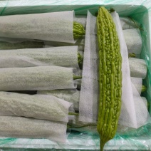云南一手货源苦瓜对接全国市场，量大从优，欢迎采购。