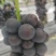 【推荐】夏黑葡萄大量上市/基地直发/对接商超批发市场/