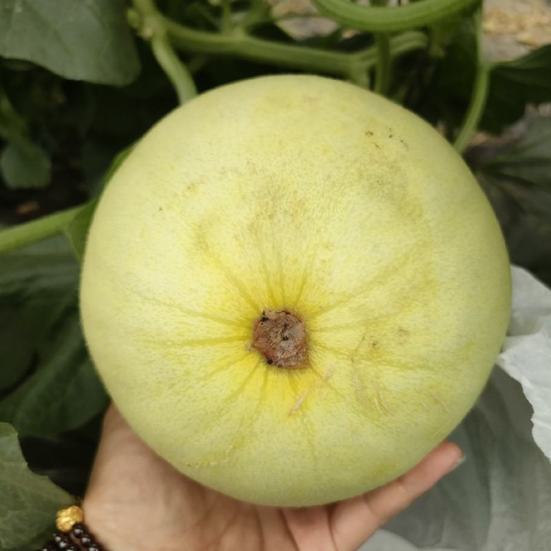 河北保定高阳县水果蔬菜基地久瑞红甜瓜