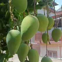 高原小台农芒果大量上市，有想法的可以对接实地考察看货
