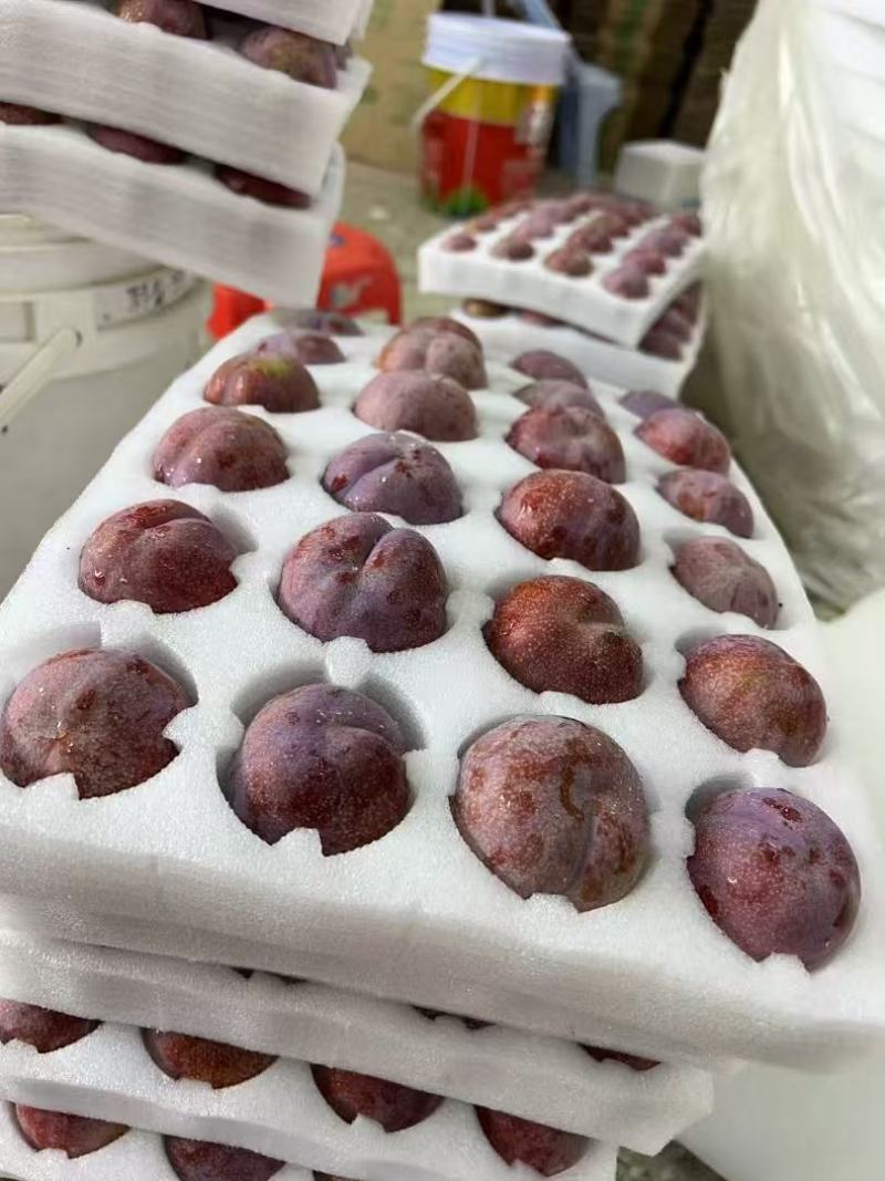 三华李产于高山云绕，汁多果脆，美味爽口