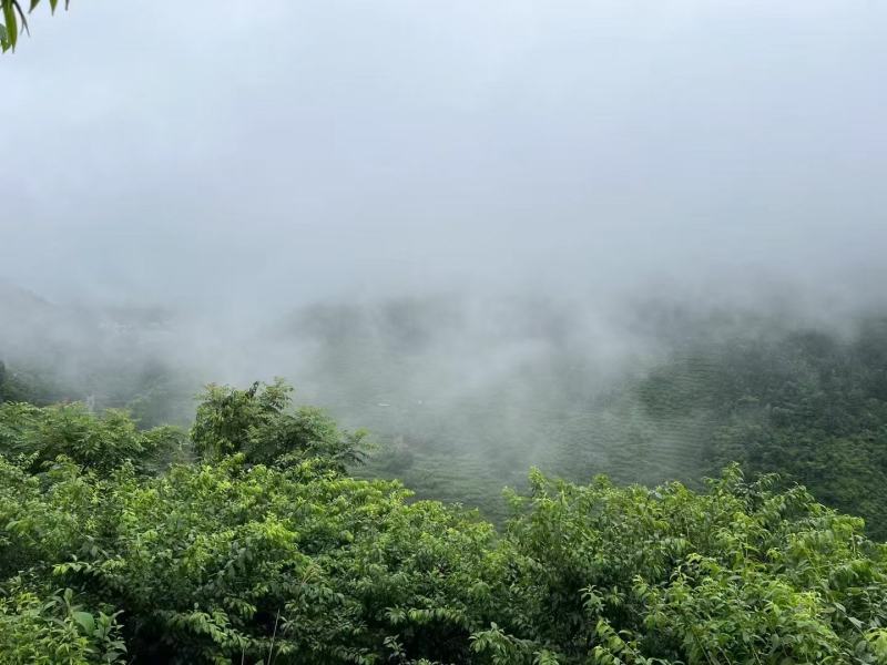 三华李产于高山云绕，汁多果脆，美味爽口