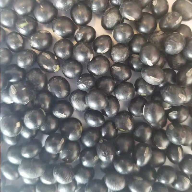 新黑豆（黄芯，绿芯）大，中，小粒，各种规格齐全，欢迎来电咨询