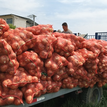 精品洋葱现挖，保质保量货源稳定，每天可连续发货……
