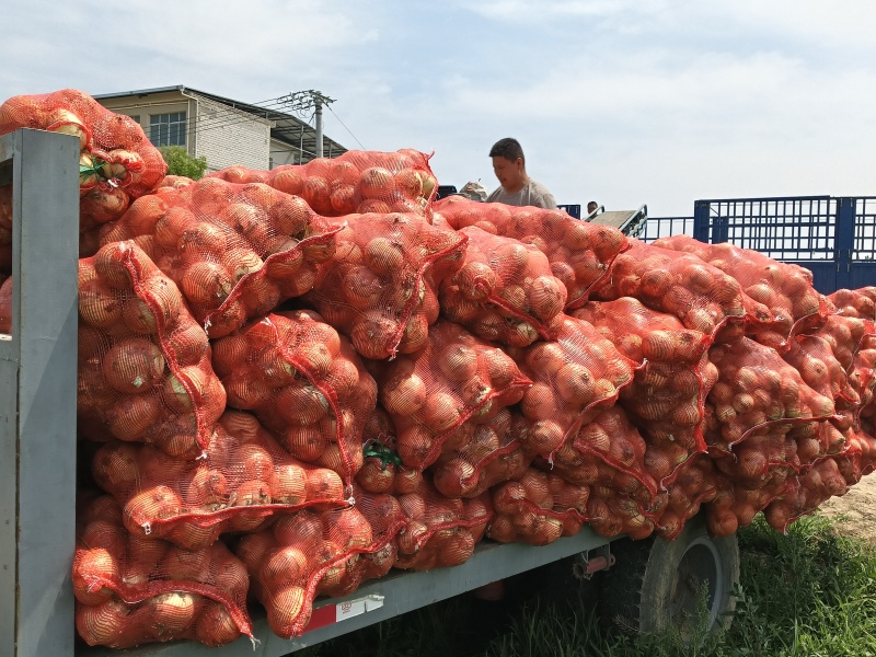 精品洋葱现挖，保质保量货源稳定，每天可连续发货……
