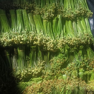 新鲜蕨菜
