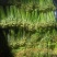 新鲜蕨菜