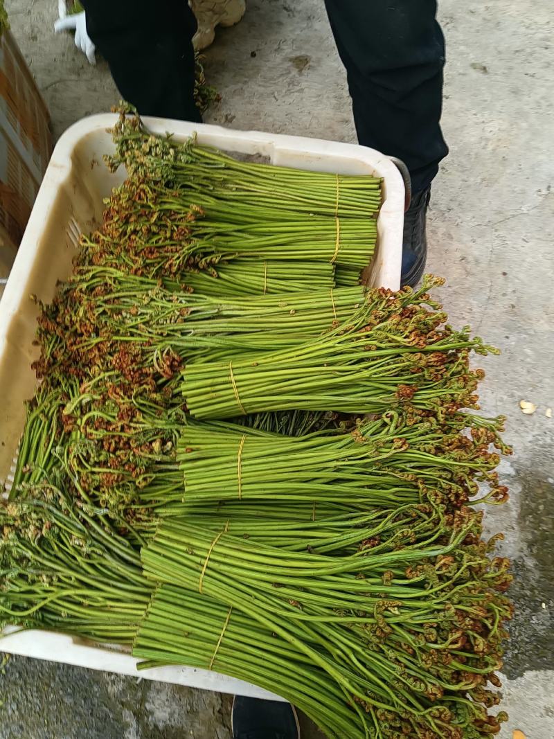 新鲜蕨菜