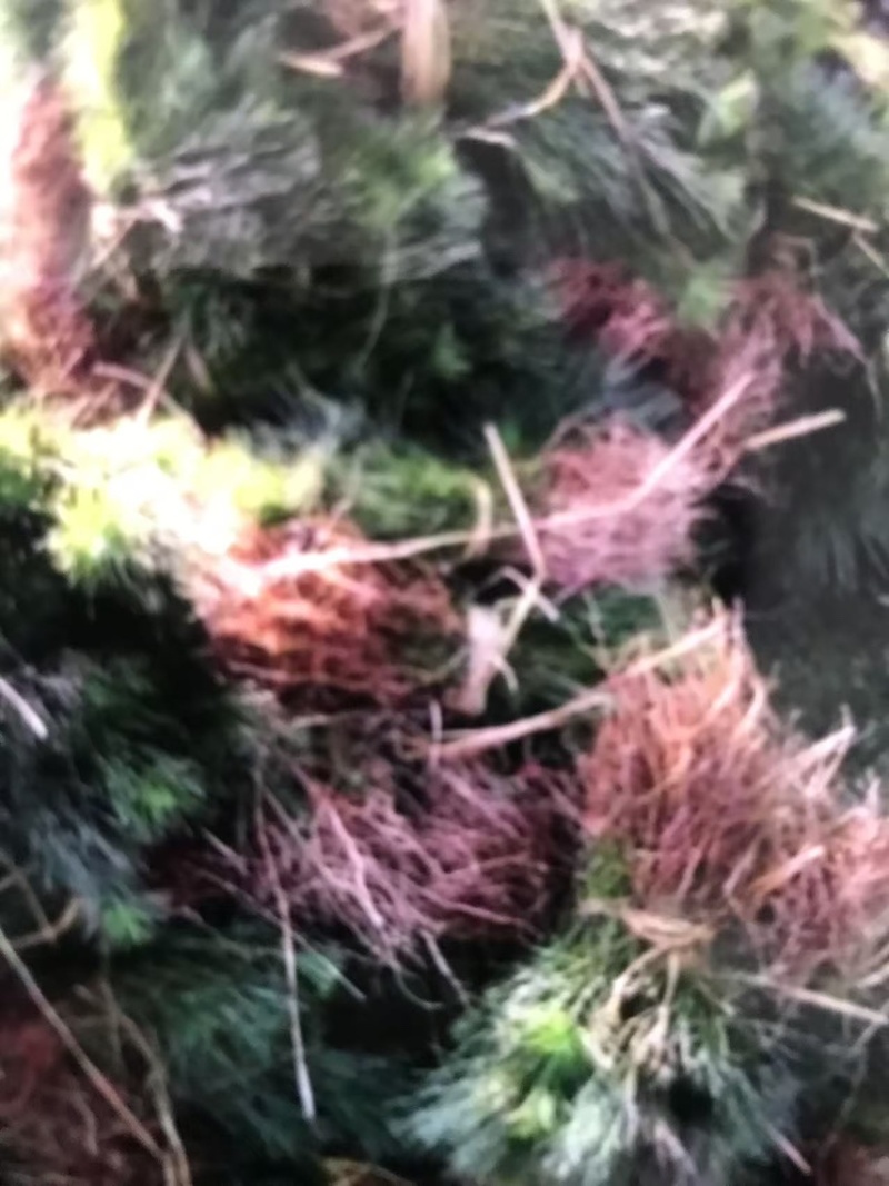 奉新县邹家苗圃基地大量供应马尾松杯苗，地苗欢迎来电