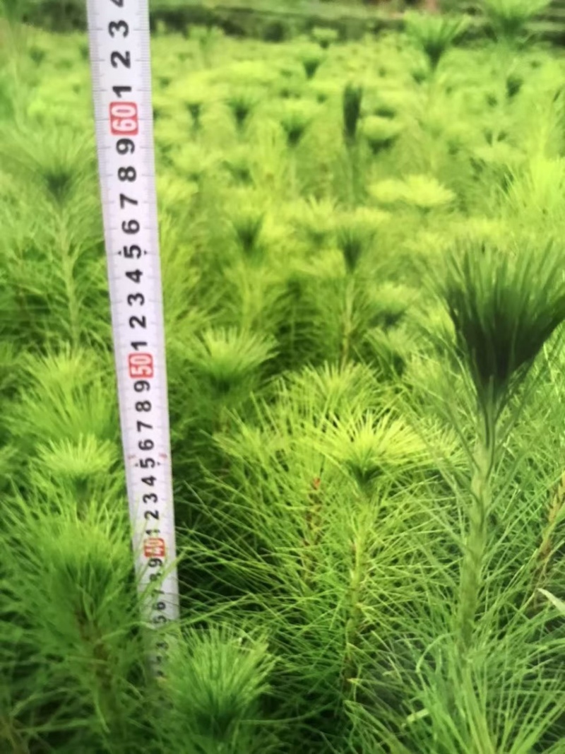 奉新县邹家苗圃基地大量供应马尾松杯苗，地苗欢迎来电