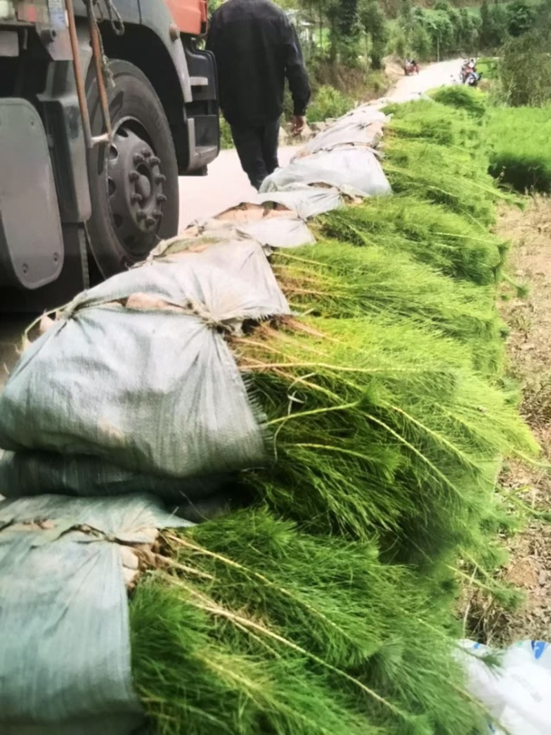 奉新县邹家苗圃基地大量供应马尾松杯苗，地苗欢迎来电