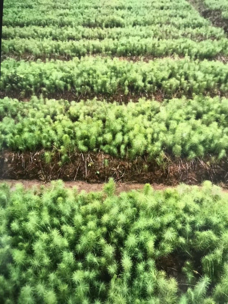 奉新县邹家苗圃基地大量供应马尾松杯苗，地苗欢迎来电