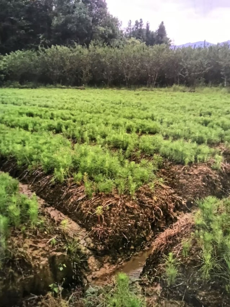 奉新县邹家苗圃基地大量供应马尾松杯苗，地苗欢迎来电
