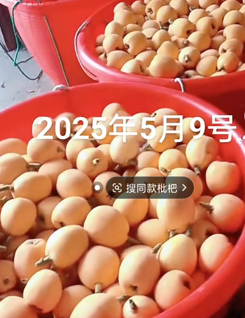 大五星枇杷