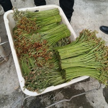 新鲜蕨菜