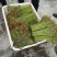新鲜蕨菜