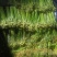 新鲜蕨菜