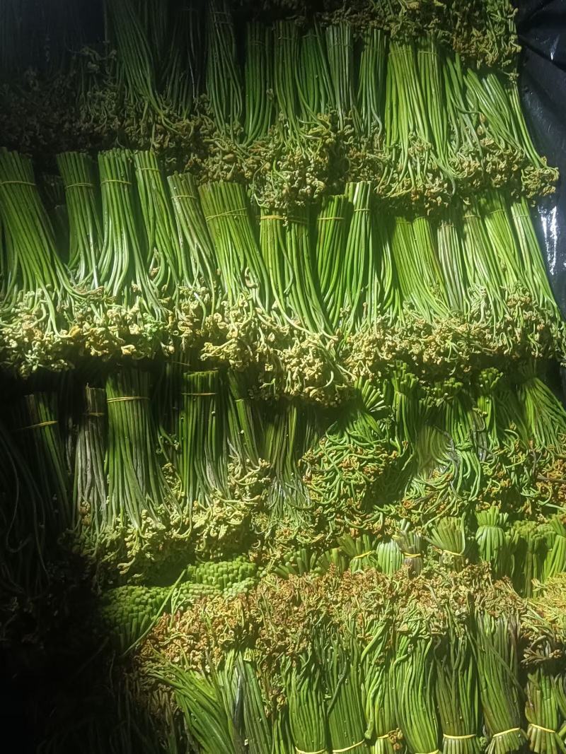 新鲜蕨菜