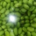青豆,青豆芽苗菜专用货源充足量大从优诚信经营